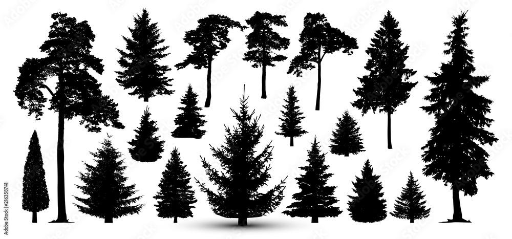 Plakat Zestaw lasów drzew, wektor. Sylwetka sosny, świerk