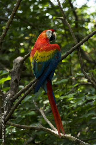 Ara Macao Macaw
