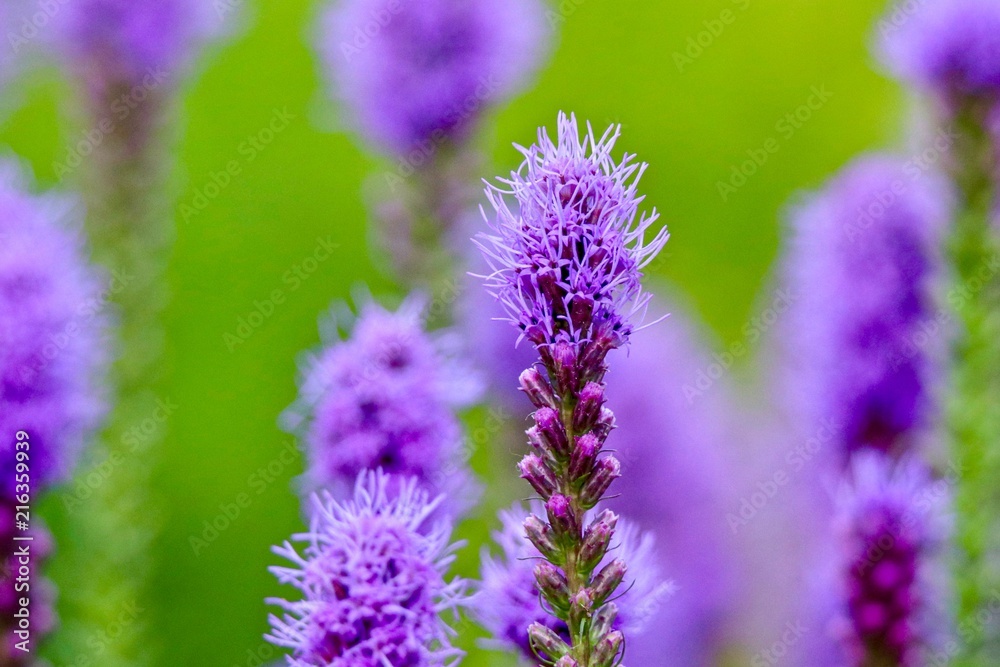 Obraz premium Lavender thistle flowers in green field with blurred background