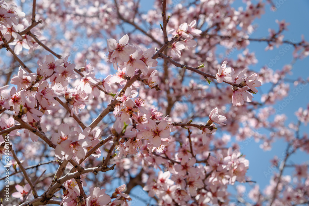 Cherry blossoms, pink flowers Cherry blossoms, pink flowers