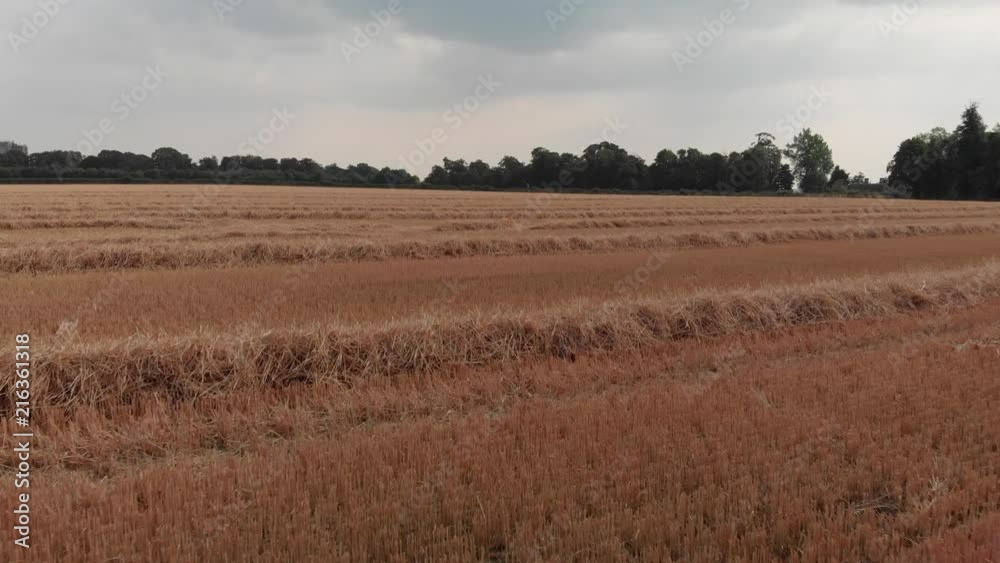 Harvested cornfields with rows of straw ready to be collected for bailing.
Hundreds of acres of farm land can be seen after a combined harvester has collected the grain. West of Lincoln, UK.