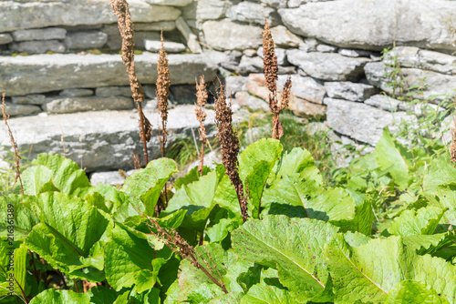 Rumex alpinus, common name monk's-rhubarb, Munk's rhubarb or Alpine dock. Leafy perennial herb, nitrophilous plant, commonly found near mountain pastures, Italian Alps, mid-August  