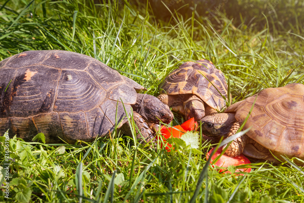 Turtle Eating Tomato