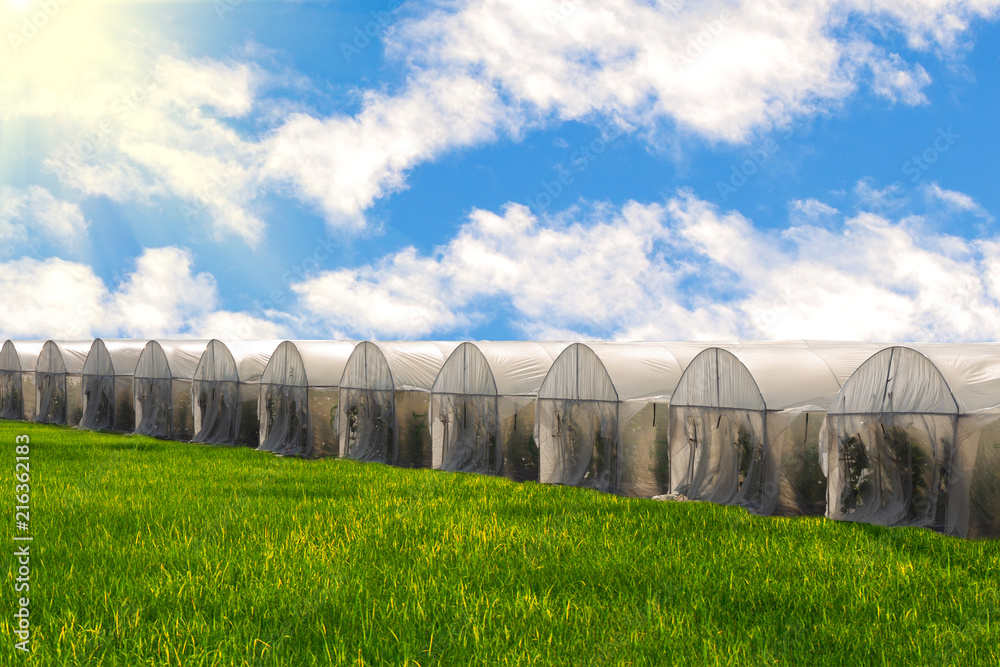 Hydroponic organic fresh vegetable garden farm at greenhouse against blue sky with rice fields. Hydroponic organic fresh vegetable garden farm at greenhouse against blue sky with rice fields.