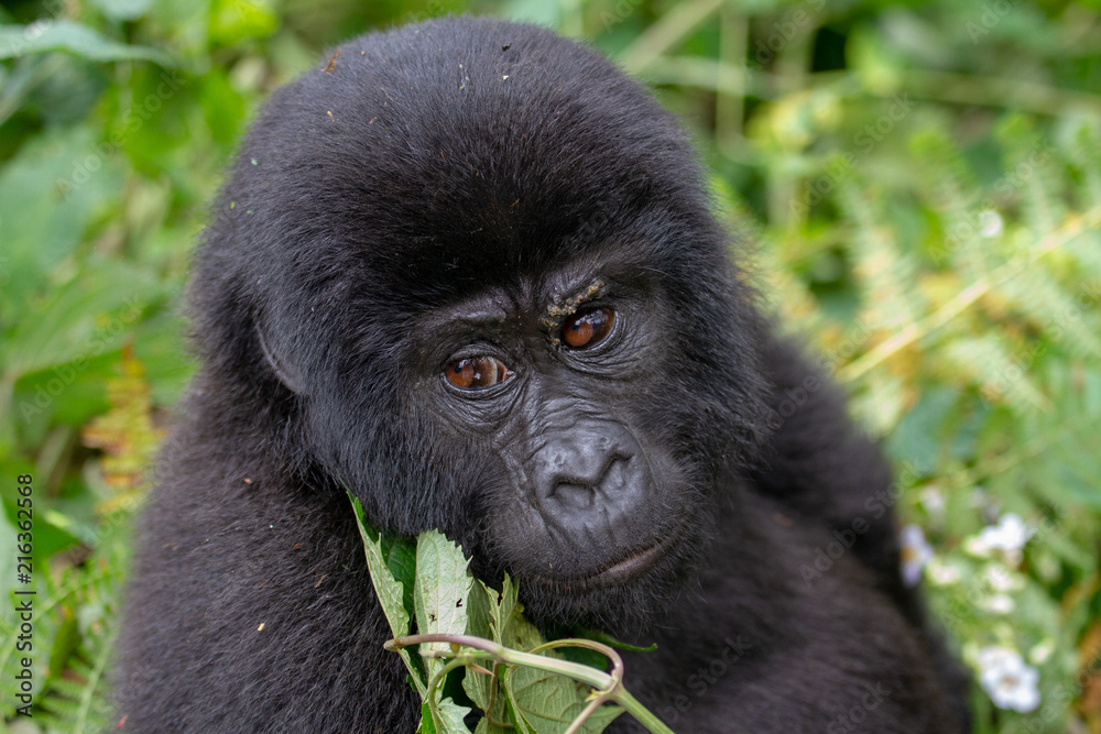 Baby Gorilla Baby Gorilla
