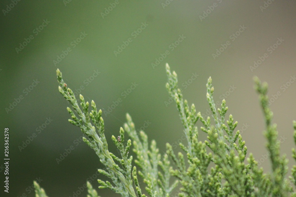 Juniper 3 Juniper 3