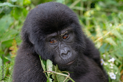 Baby Gorilla © Grant