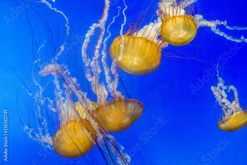 Streaming Jellyfish