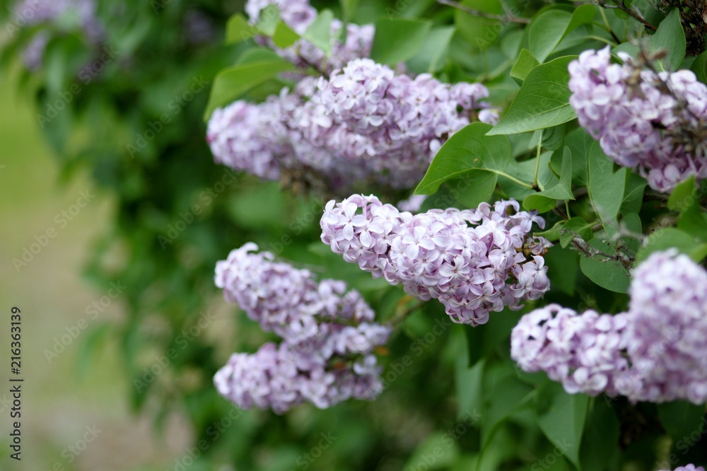 Lilacs Lilacs