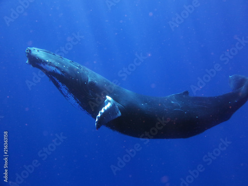 Portrait of a whale while i...