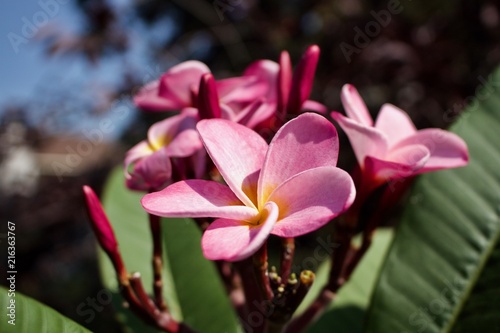 Close-up view of a plumeria inflorescence with emerging pink buds and blossoms