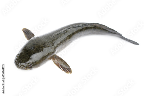 Image of striped snakehead fish isolated on white background,. Aquatic Animals. photo