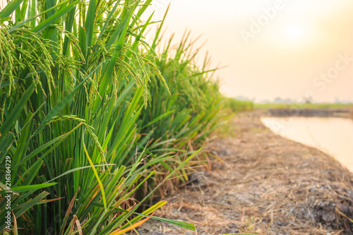 Fototapeta Naklejka Na Ścianę i Meble -  rice sunset focus on green rice nature landscape