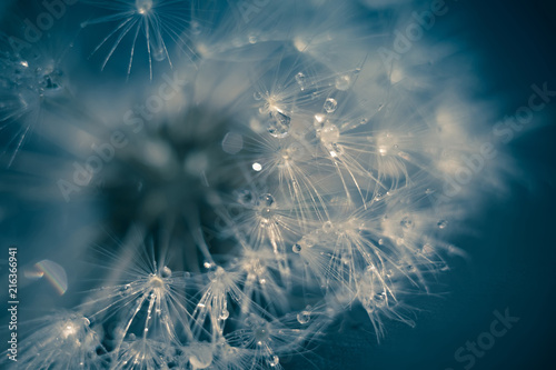White Dandelion with Water Drops Retro