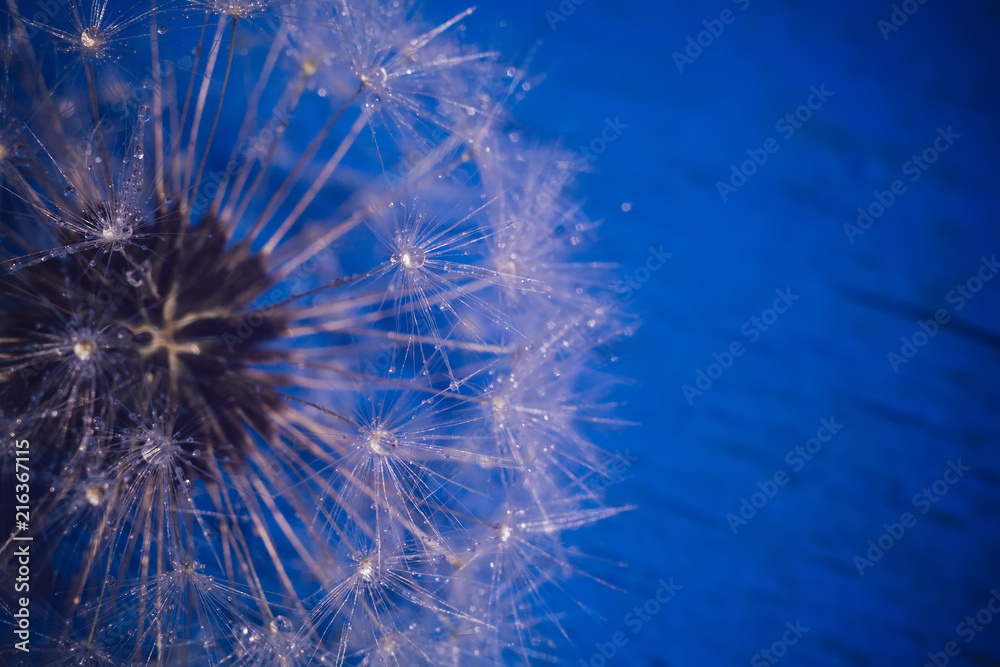 Fototapeta premium White Dandelion with Water Drops Retro