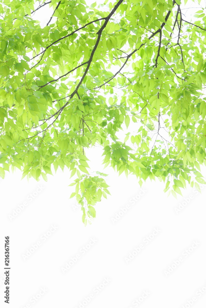 Obraz premium ケヤキの新緑