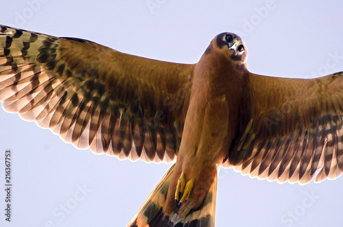 Pallid Harrier