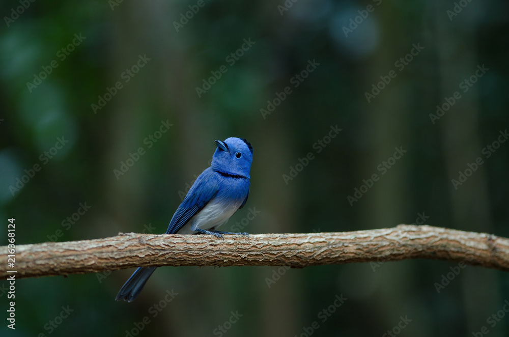 Obraz premium Male Black-naped monarch perching on tree branch