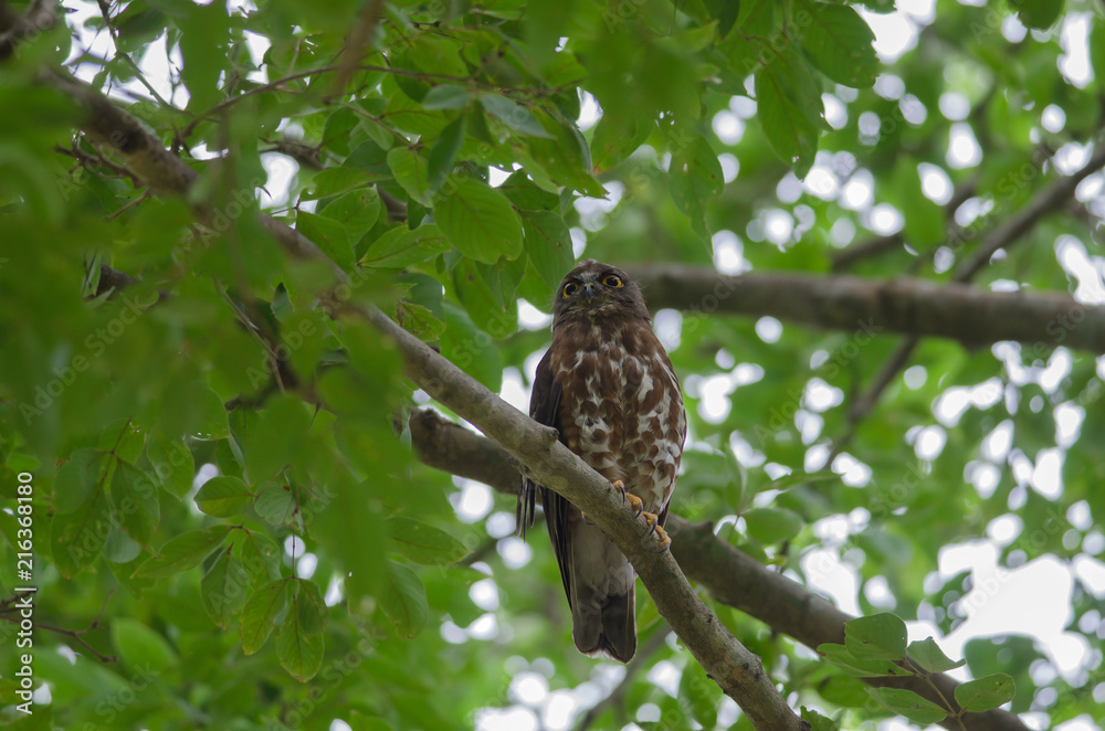Brown Hawk Owl perch on the tree in nature Brown Hawk Owl perch on the tree in nature