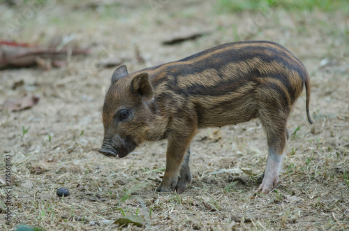 Young Wild Pig or Young wild board piglet