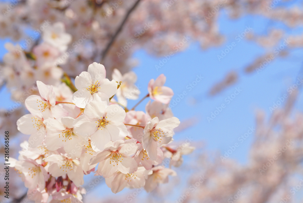 桜　春　素材