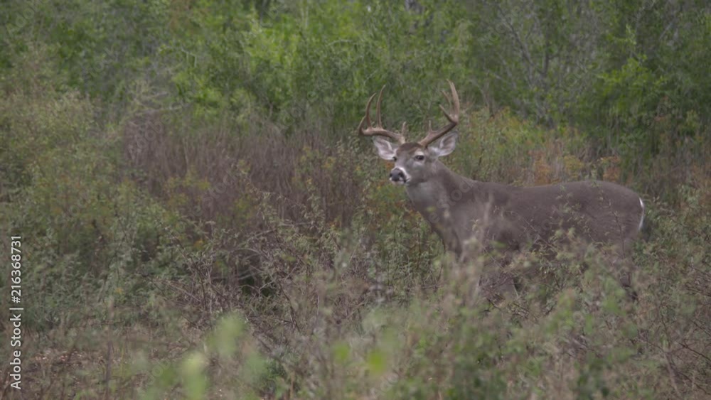 whitetail dear in Texas, USA whitetail dear in Texas, USA