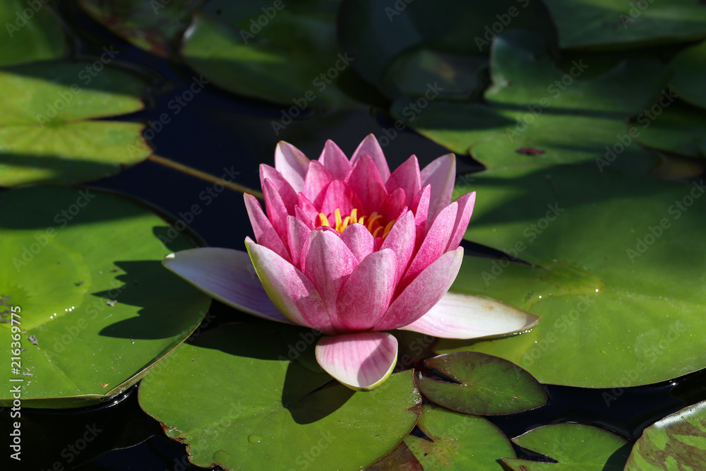 Leaves of the water lily swim in the pond / water lilies Leaves of the water lily swim in the pond / water lilies