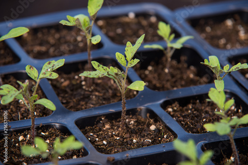 Canvas Print seedling of tomato in seedling tray