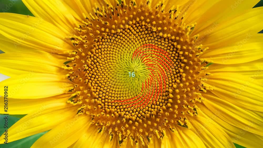 Tokyo,Japan-August 4, 2018: Example of Fibonacci number(34,55) appearing on a sunflower face Tokyo,Japan-August 4, 2018: Example of Fibonacci number(34,55) appearing on a sunflower face