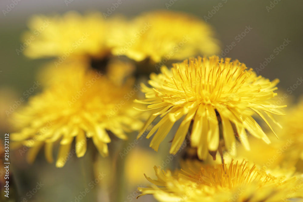 Naklejka premium Dandelions up close, macro photography, beautiful yellow flowers