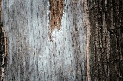 fragment of the bark of oak