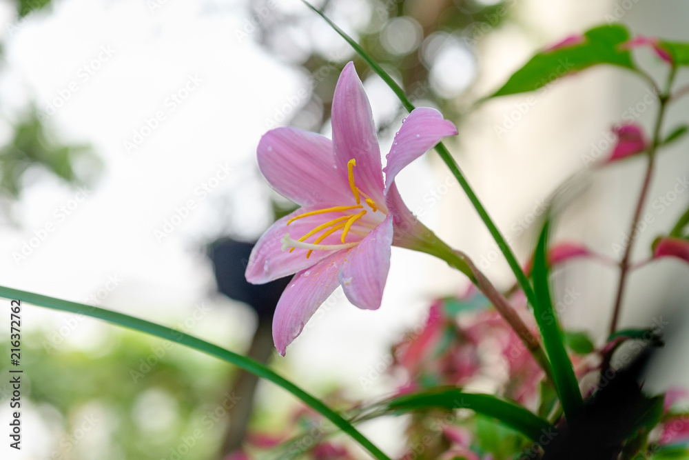 Fototapeta premium Pink lily on the garden, Lilium flowers. dew on a flower