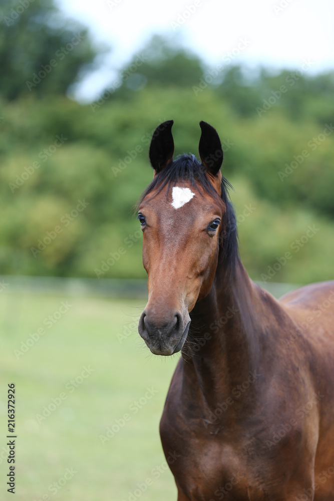 Head of a young thoroughbred horse on the summer meadow Head of a young thoroughbred horse on the summer meadow