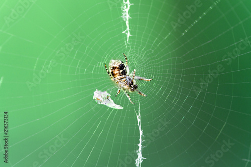 Garden cross spider (Araneus diadematus) on web photo