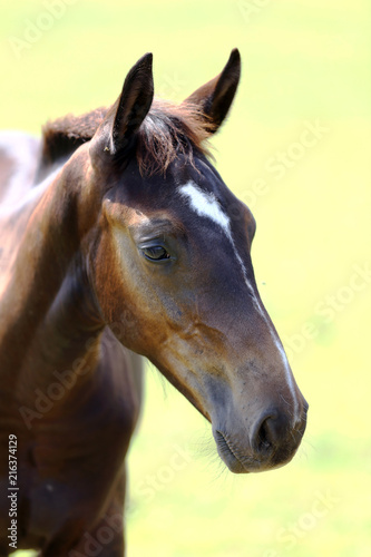 Fototapeta Naklejka Na Ścianę i Meble -  Head of a young thoroughbred horse on the summer meadow