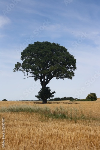 arbre