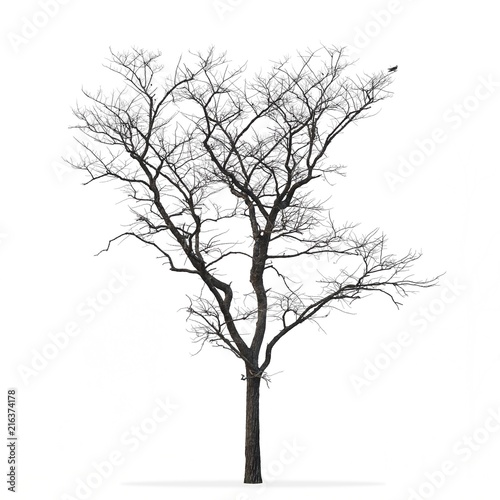Leafless tree isolated white background