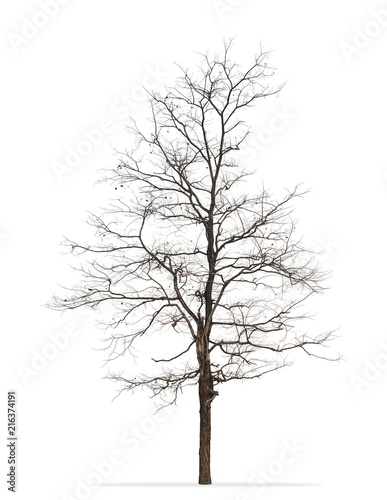 Tree without leaf isolated on white background