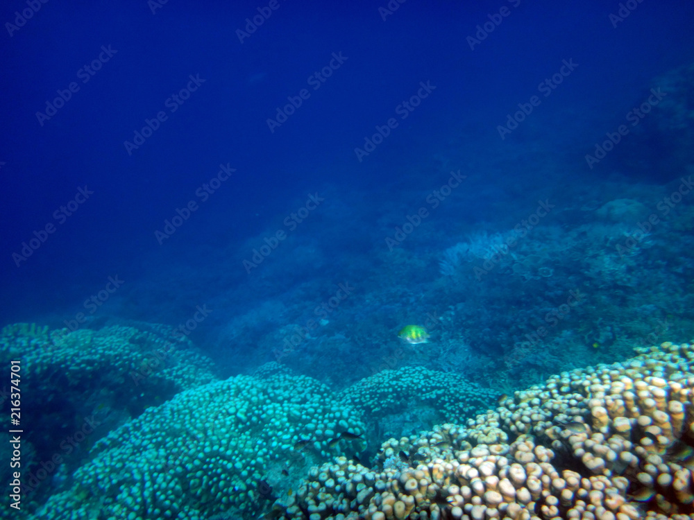 Obraz premium Sealife of Tranquility Island, Efate, Vanuatu