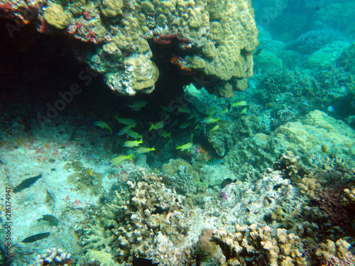 Sealife of Tranquility Island, Efate, Vanuatu