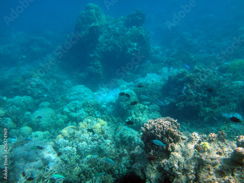 Sealife of Tranquility Island  Efate  Vanuatu