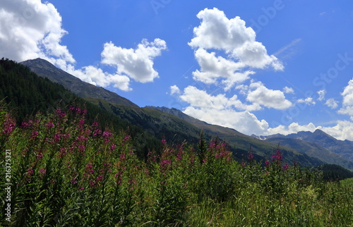 Alpine landscape panorama, Oetztal in Tyrol, Austria. Fireweed and mountains.