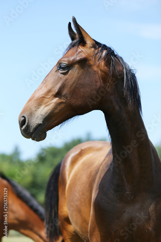 Head of a young thoroughbred horse on the summer meadow