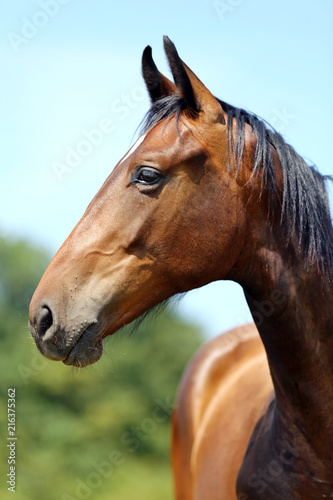 Fototapeta Naklejka Na Ścianę i Meble -  Head of a young thoroughbred horse on the summer meadow