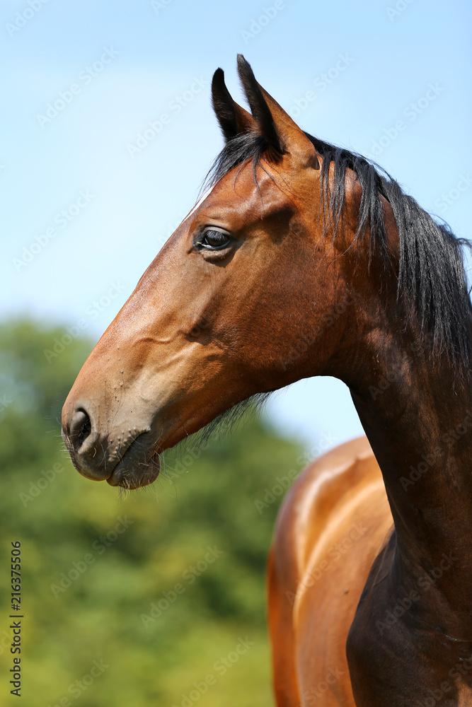Naklejka premium Head of a young thoroughbred horse on the summer meadow