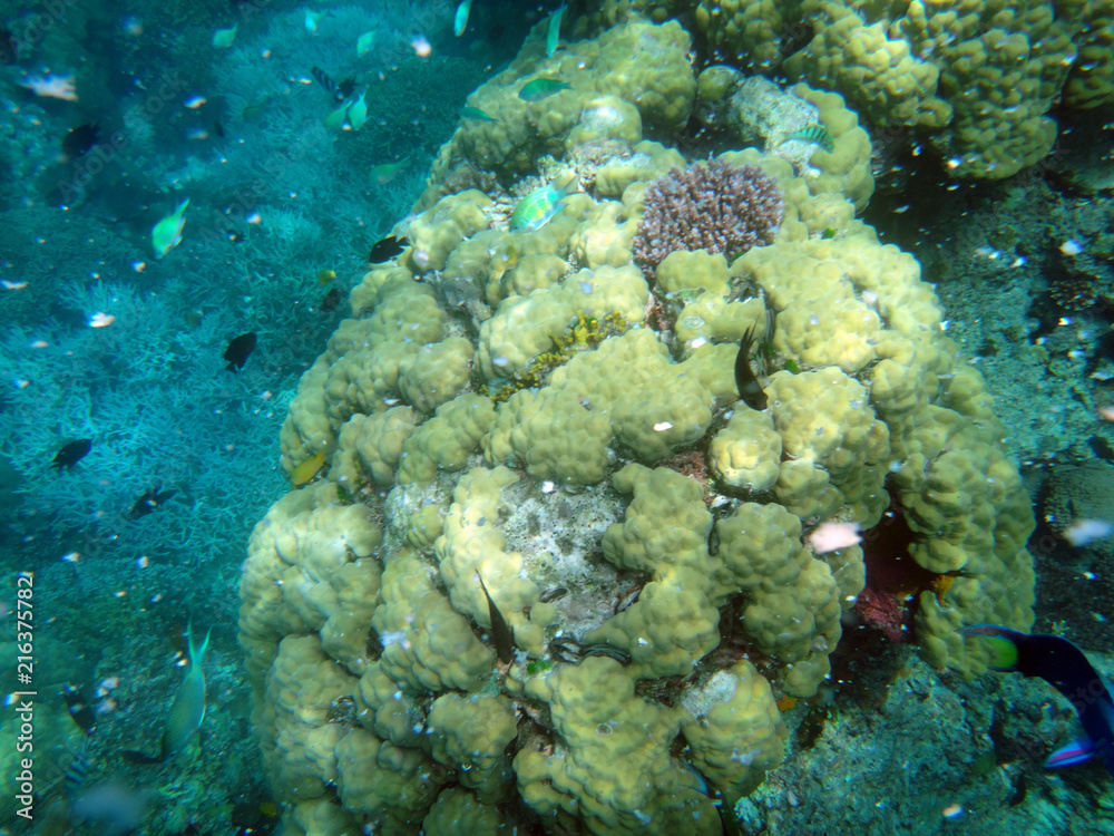 Sealife of Tranquility Island, Efate, Vanuatu Sealife of Tranquility Island, Efate, Vanuatu