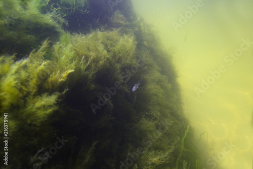 Foto Underwater part of the cliff covered with algae and illuminated by the sun