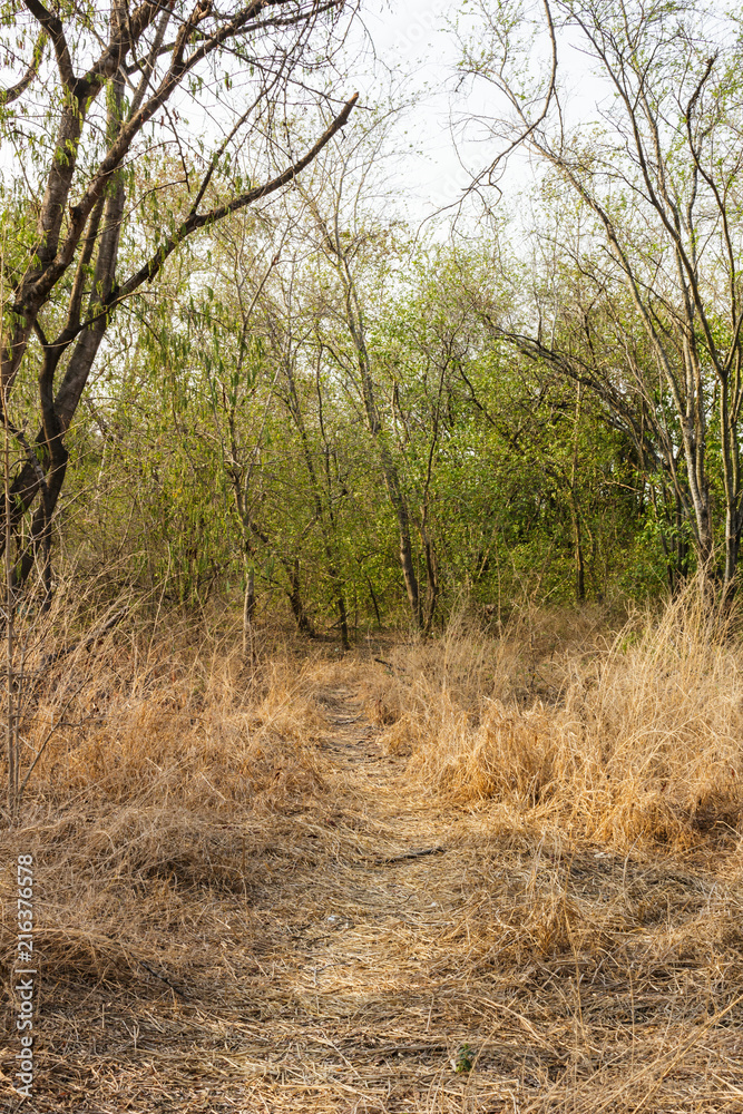 Obraz premium trees and grass dry in forest summer