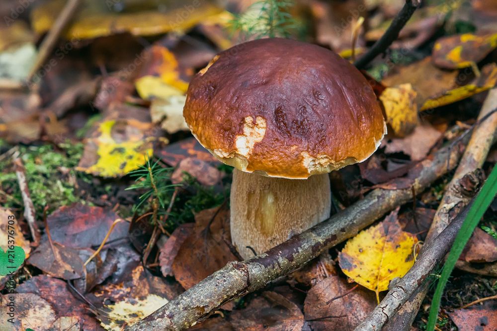 Fototapeta premium porcini in the forest. White mushroom in the autumn foliage