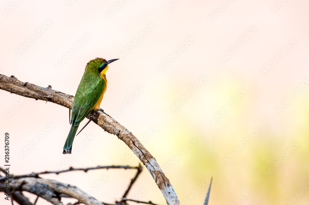 Birds Birds
